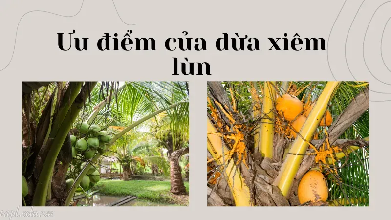 cách trồng dừa xiêm lùn 2