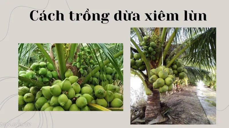 cách trồng dừa xiêm lùn 4