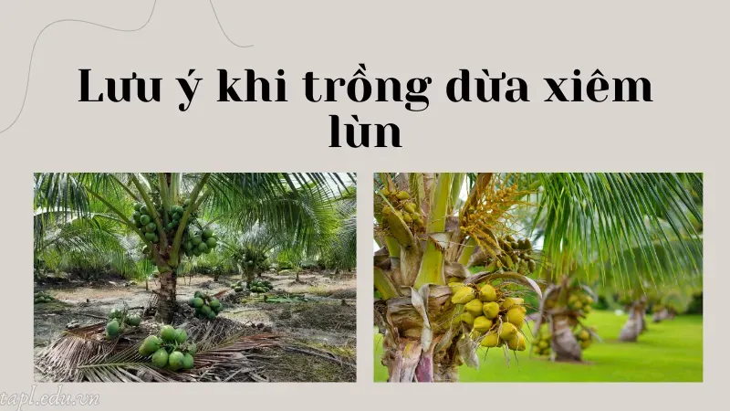 cách trồng dừa xiêm lùn 6