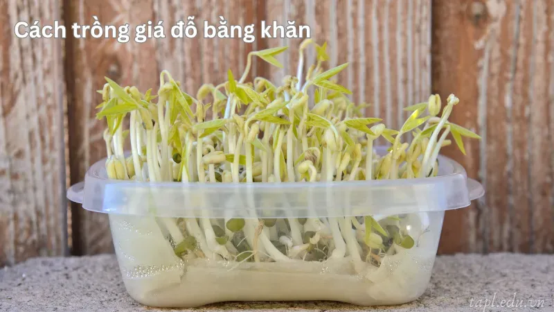 cách trồng giá 3