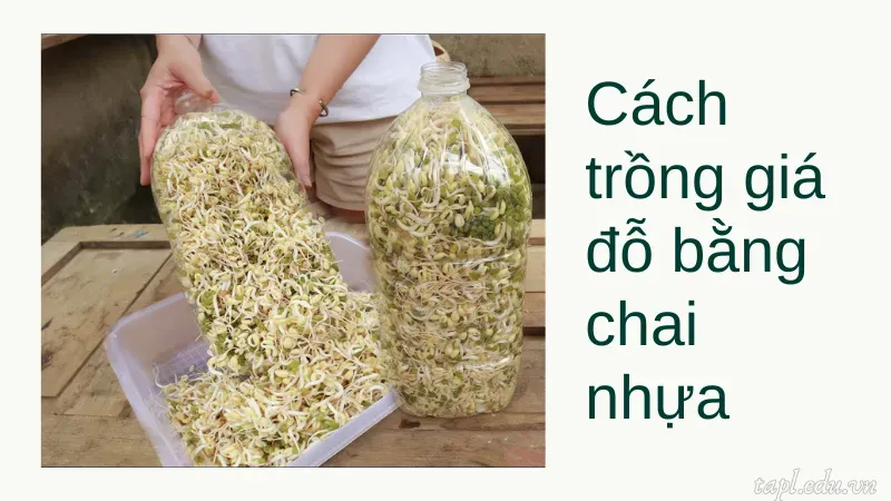 cách trồng giá 4