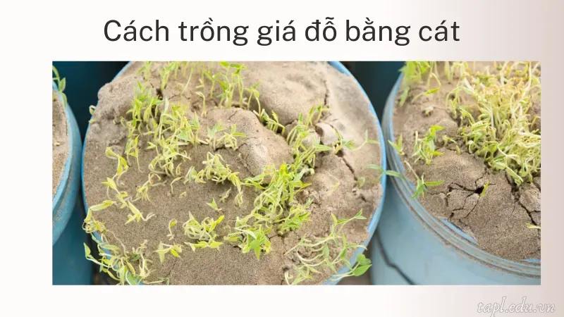 cách trồng giá 5