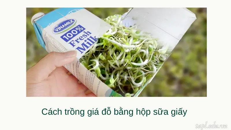 cách trồng giá 6