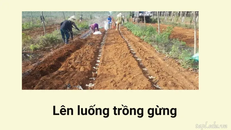 cách trồng gừng 4