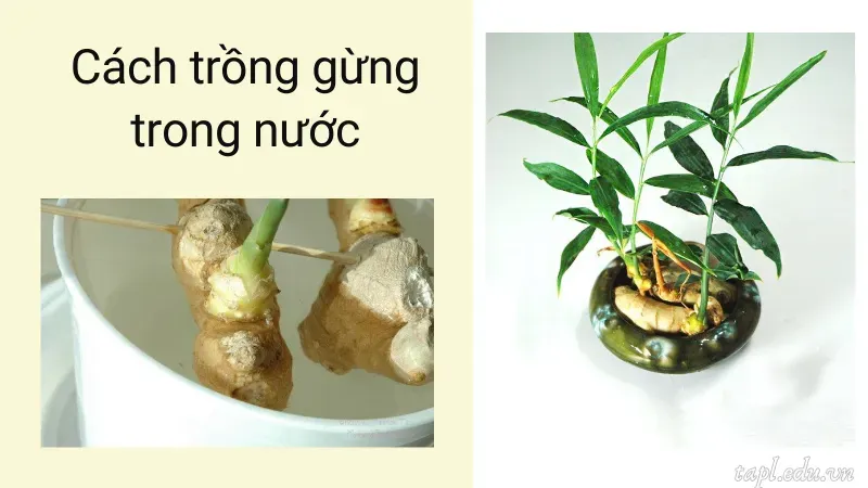 cách trồng gừng 3