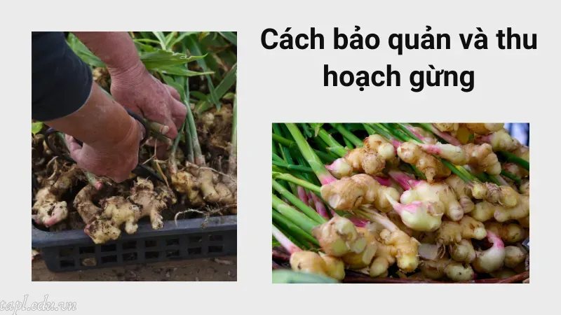 cách trồng gừng 6