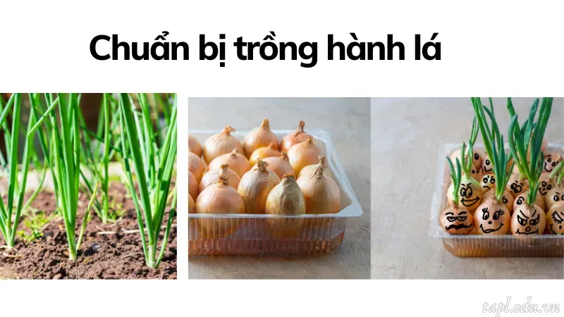 cách trồng hành lá 1