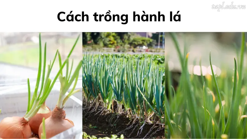 cách trồng hành lá 2