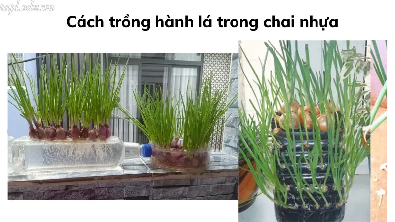 cách trồng hành lá 3