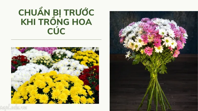 cách trồng hoa cúc 7 màu 3