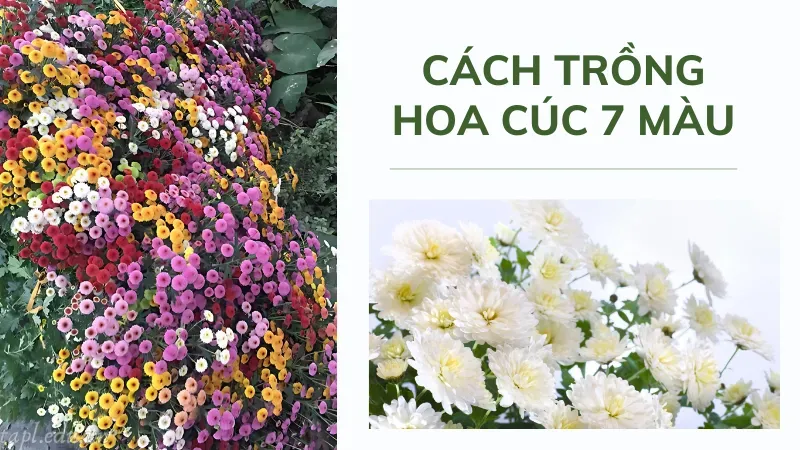 cách trồng hoa cúc 7 màu 4