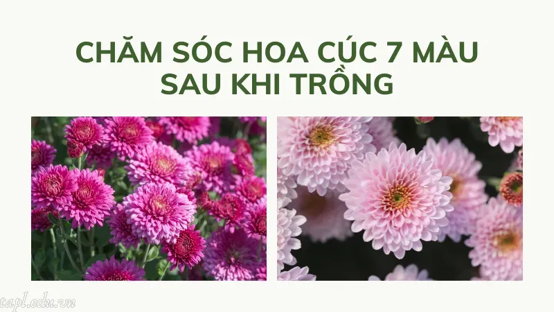 cách trồng hoa cúc 7 màu 5