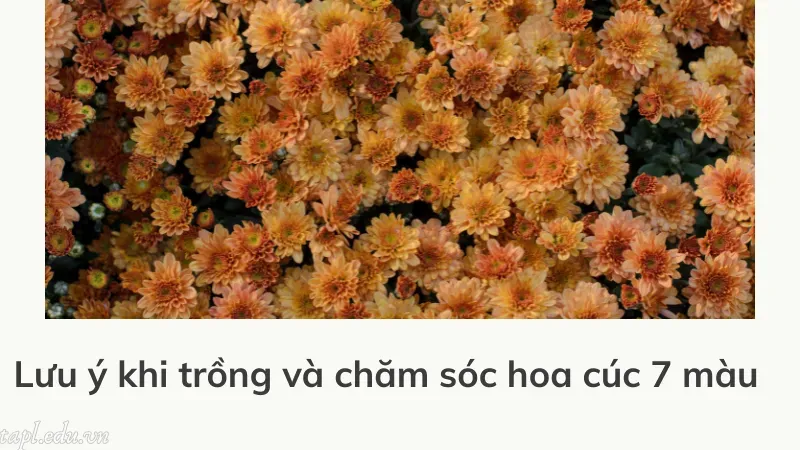 cách trồng hoa cúc 7 màu 6