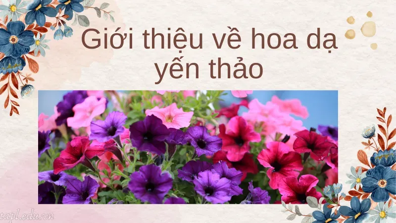 cách trồng hoa dạ yến thảo 1