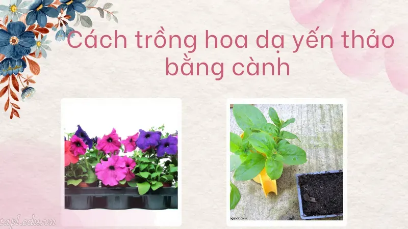 cách trồng hoa dạ yến thảo 4