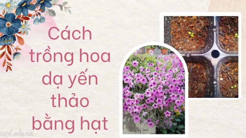 cách trồng hoa dạ yến thảo 5