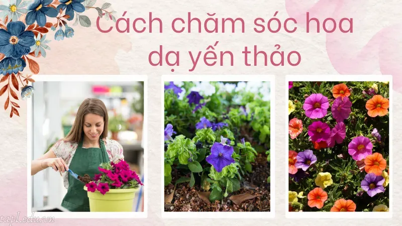 cách trồng hoa dạ yến thảo 6