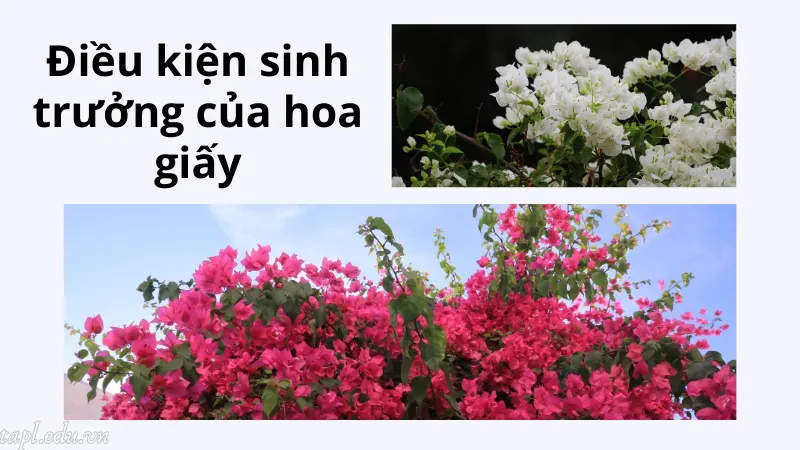 cách trồng hoa giấy 2