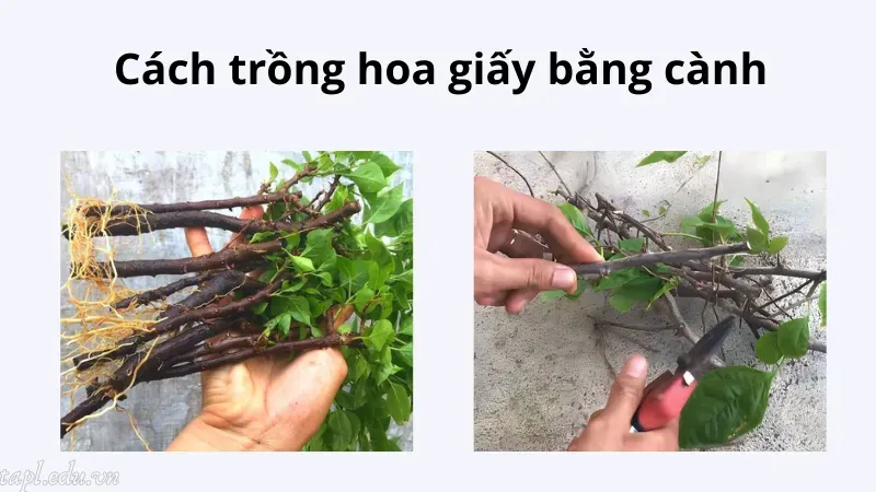 cách trồng hoa giấy 4