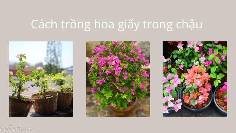 cách trồng hoa giấy 5