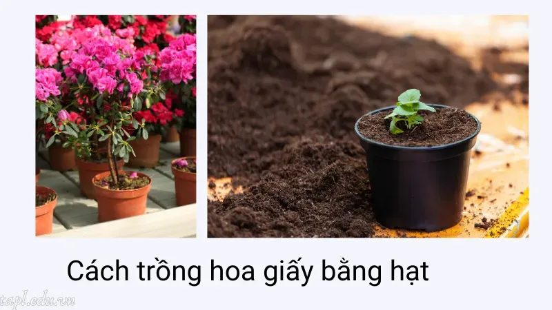 cách trồng hoa giấy 6