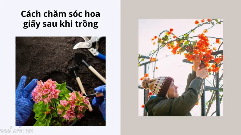 cách trồng hoa giấy 7