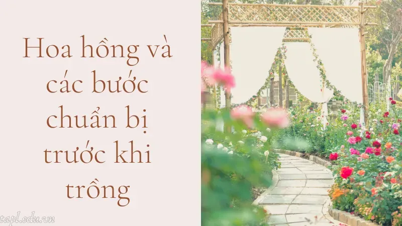 cách trồng hoa hồng 1