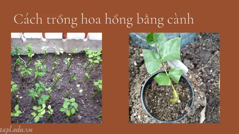 cách trồng hoa hồng 2