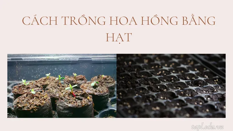 cách trồng hoa hồng 4