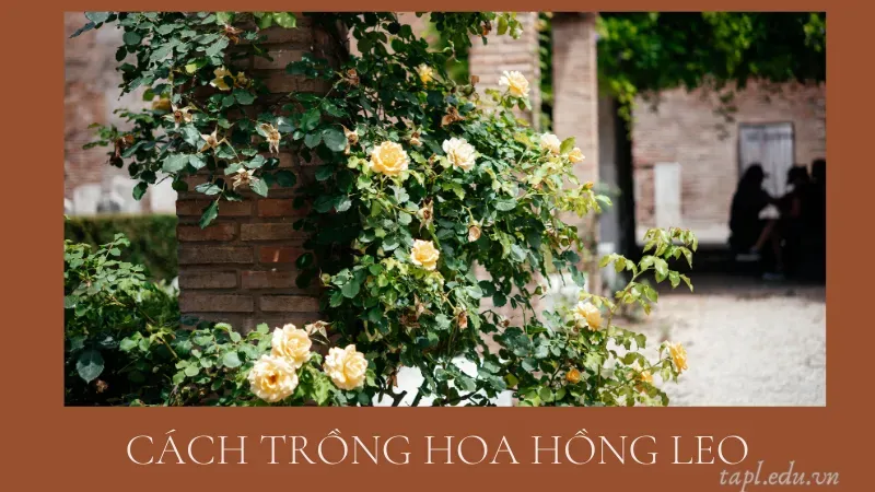 cách trồng hoa hồng 5