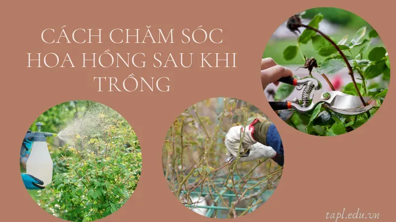 cách trồng hoa hồng 6