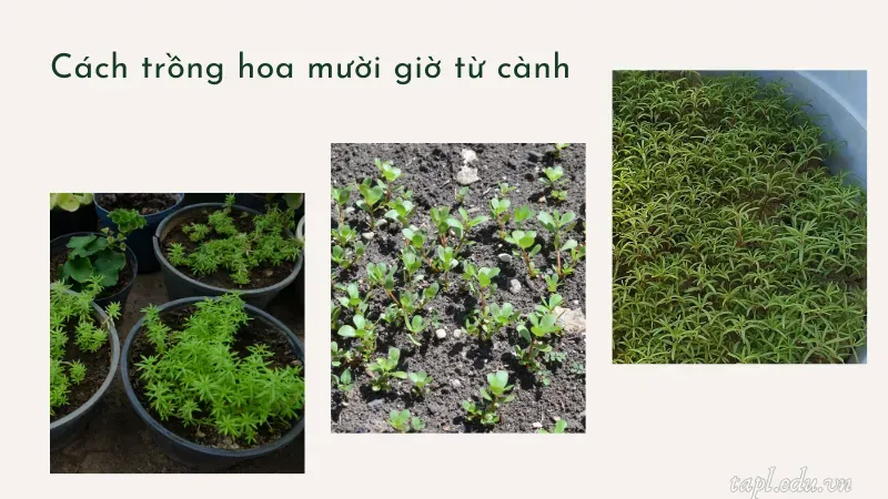 cách trồng hoa mười giờ 2