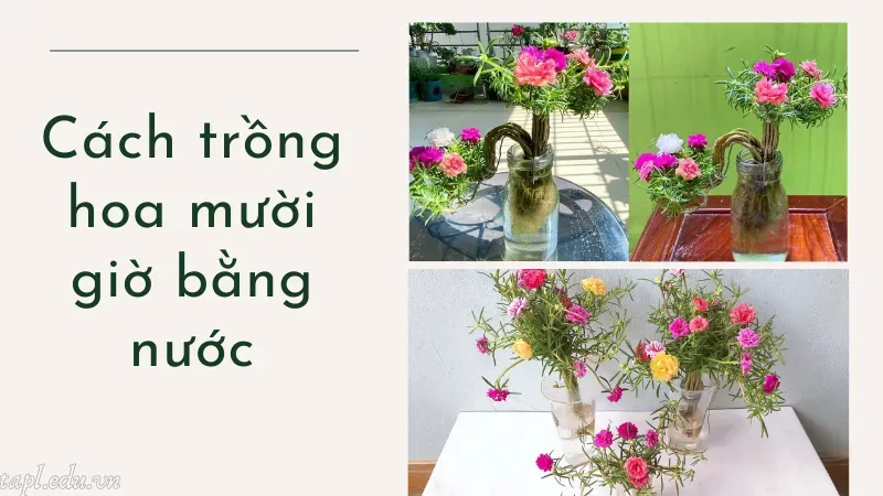 cách trồng hoa mười giờ 3