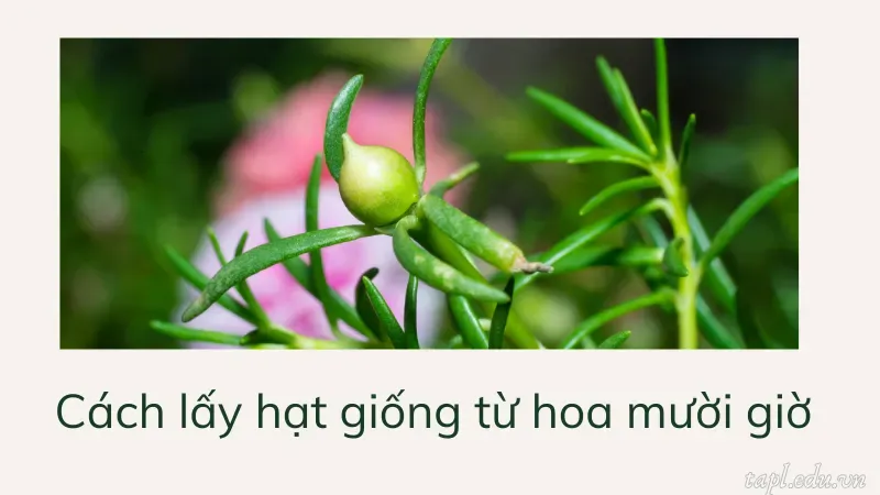 cách trồng hoa mười giờ 5