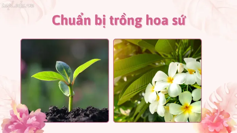 cách trồng hoa sứ 3