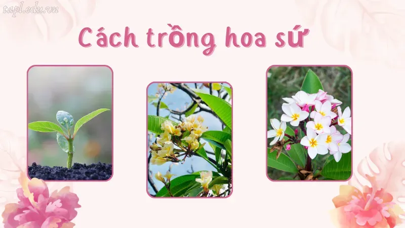 cách trồng hoa sứ 4