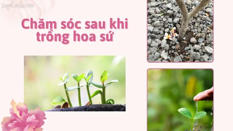 cách trồng hoa sứ 5