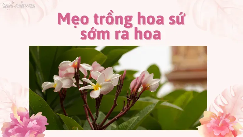 cách trồng hoa sứ 6