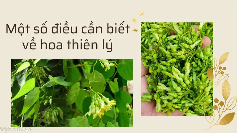 cách trồng hoa thiên lý 1