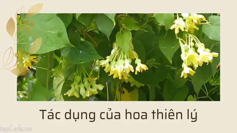 cách trồng hoa thiên lý 3