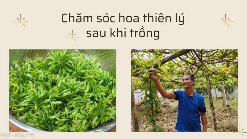 cách trồng hoa thiên lý 5