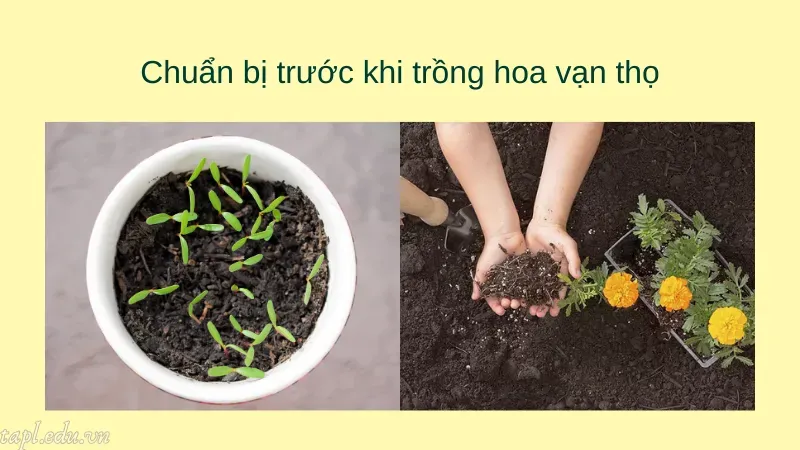 cách trồng hoa vạn thọ 2