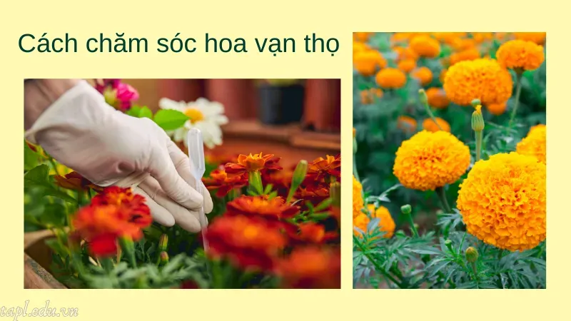 cách trồng hoa vạn thọ 5