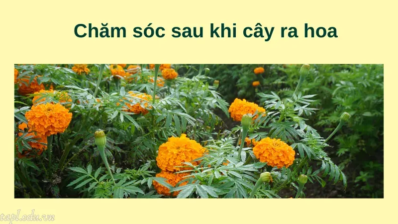 cách trồng hoa vạn thọ 6