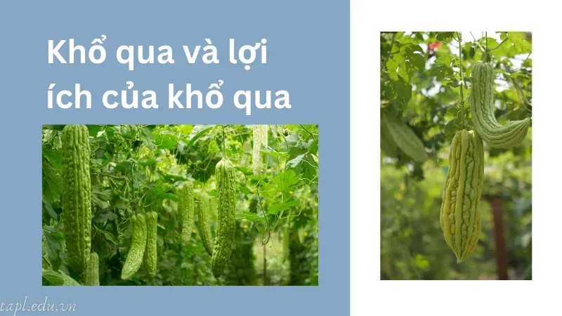 cách trồng khổ qua 1