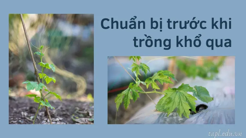 cách trồng khổ qua 2