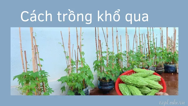 cách trồng khổ qua 3