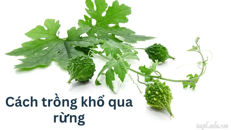 cách trồng khổ qua 4