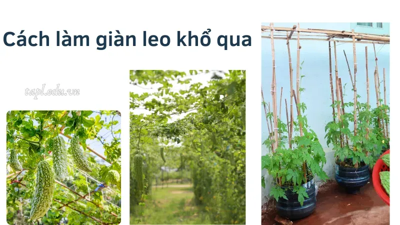 cách trồng khổ qua 5