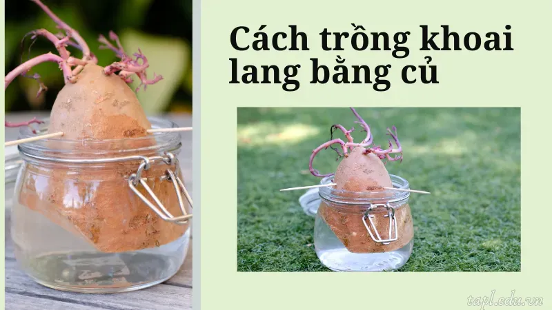 cách trồng khoai lang 3